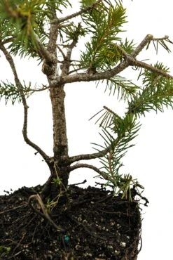 Bonsai Special | Serbian Spruce (D4) -Evergreen Plants Shop D 4SerbianSpruceBonsai 5