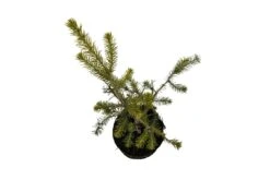 Bonsai Special | Serbian Spruce (D4) -Evergreen Plants Shop D 4SerbianSpruceBonsai 6