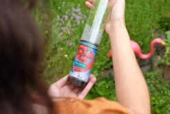 Living Christmas Tree | Blue Spruce -Evergreen Plants Shop DSCF7906