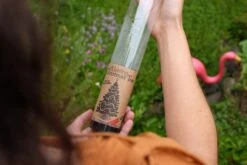 Living Christmas Tree | Balsam Fir -Evergreen Plants Shop DSCF7915