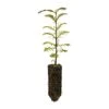 Dawn Redwood | Medium Tree Seedling