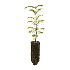 Dawn Redwood | Medium Tree Seedling
