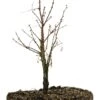 Bonsai Special | Dawn Redwood (D10)