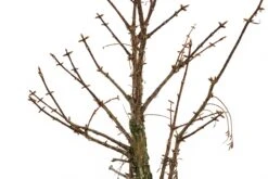 Bonsai Special | Dawn Redwood (D10) -Evergreen Plants Shop DawnRedwoodBonsai 3