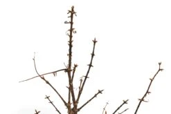 Bonsai Special | Dawn Redwood (D10) -Evergreen Plants Shop DawnRedwoodBonsai 4