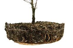 Bonsai Special | Dawn Redwood (D10) -Evergreen Plants Shop DawnRedwoodBonsai 6