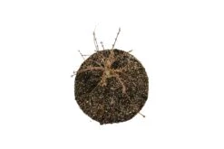 Bonsai Special | Dawn Redwood (D10) -Evergreen Plants Shop DawnRedwoodBonsai 8