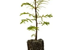 Dawn Redwood | Medium Tree Seedling -Evergreen Plants Shop DawnRedwood Med 3