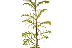 Dawn Redwood | Medium Tree Seedling -Evergreen Plants Shop DawnRedwood Med 4