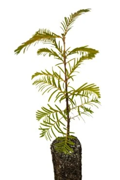 Dawn Redwood | Medium Tree Seedling -Evergreen Plants Shop DawnRedwood Med 5