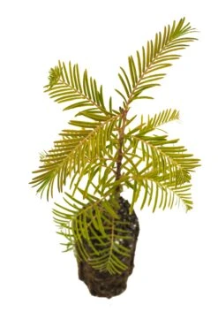 Dawn Redwood | Medium Tree Seedling -Evergreen Plants Shop DawnRedwood Med 6