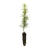 Douglas Fir | Small Tree Seedling