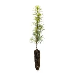 Douglas Fir | Small Tree Seedling