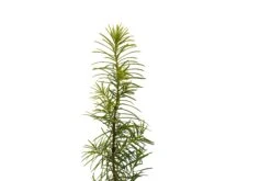 Douglas Fir | Small Tree Seedling -Evergreen Plants Shop Douglas Fir Small 2 Small 01386922 6635 4452 b4b3 6edd07e41ea9