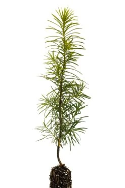 Douglas Fir | Small Tree Seedling -Evergreen Plants Shop Douglas Fir Small 3 Small e40fc0d7 37d2 47e7 b792 d54bb9fa356e