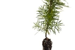 Living Christmas Tree | Douglas-Fir -Evergreen Plants Shop Douglas Fir Small 6 Small 8deb5b49 a7c6 4545 b590 cc819e46d72f