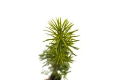 Douglas Fir | Small Tree Seedling -Evergreen Plants Shop Douglas Fir Small 8 Small 58d0376e 3081 400b af42 161a88a5bfb9