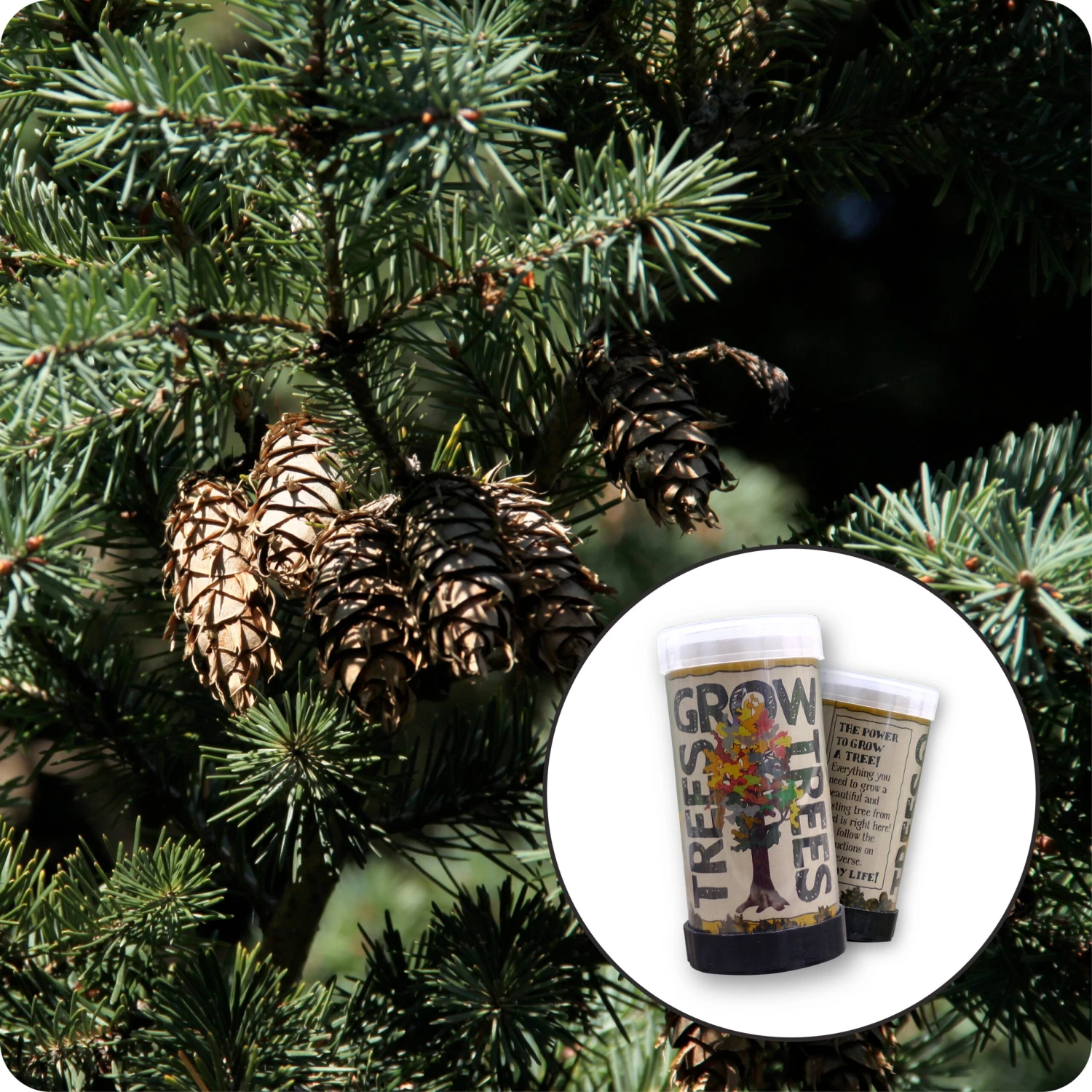 Douglas Fir | Mini-Grow Kit 1 Douglas Fir | Mini-Grow Kit