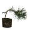 Bonsai Special | Japanese Black Pine (E6)