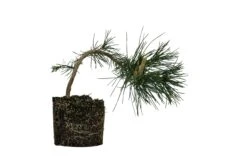 Bonsai Special | Japanese Black Pine (E6)