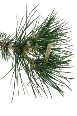 Bonsai Special | Japanese Black Pine (E6) -Evergreen Plants Shop E6JapaneseBlackPineBonsai 3
