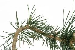 Bonsai Special | Japanese Black Pine (E6) -Evergreen Plants Shop E6JapaneseBlackPineBonsai 4