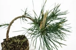 Bonsai Special | Japanese Black Pine (E6) -Evergreen Plants Shop E6JapaneseBlackPineBonsai 5