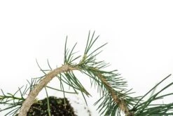 Bonsai Special | Japanese Black Pine (E6) -Evergreen Plants Shop E6JapaneseBlackPineBonsai 6