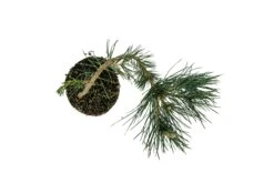 Bonsai Special | Japanese Black Pine (E6) -Evergreen Plants Shop E6JapaneseBlackPineBonsai 7