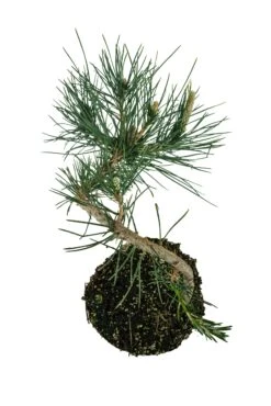 Bonsai Special | Japanese Black Pine (E6) -Evergreen Plants Shop E6JapaneseBlackPineBonsai 8