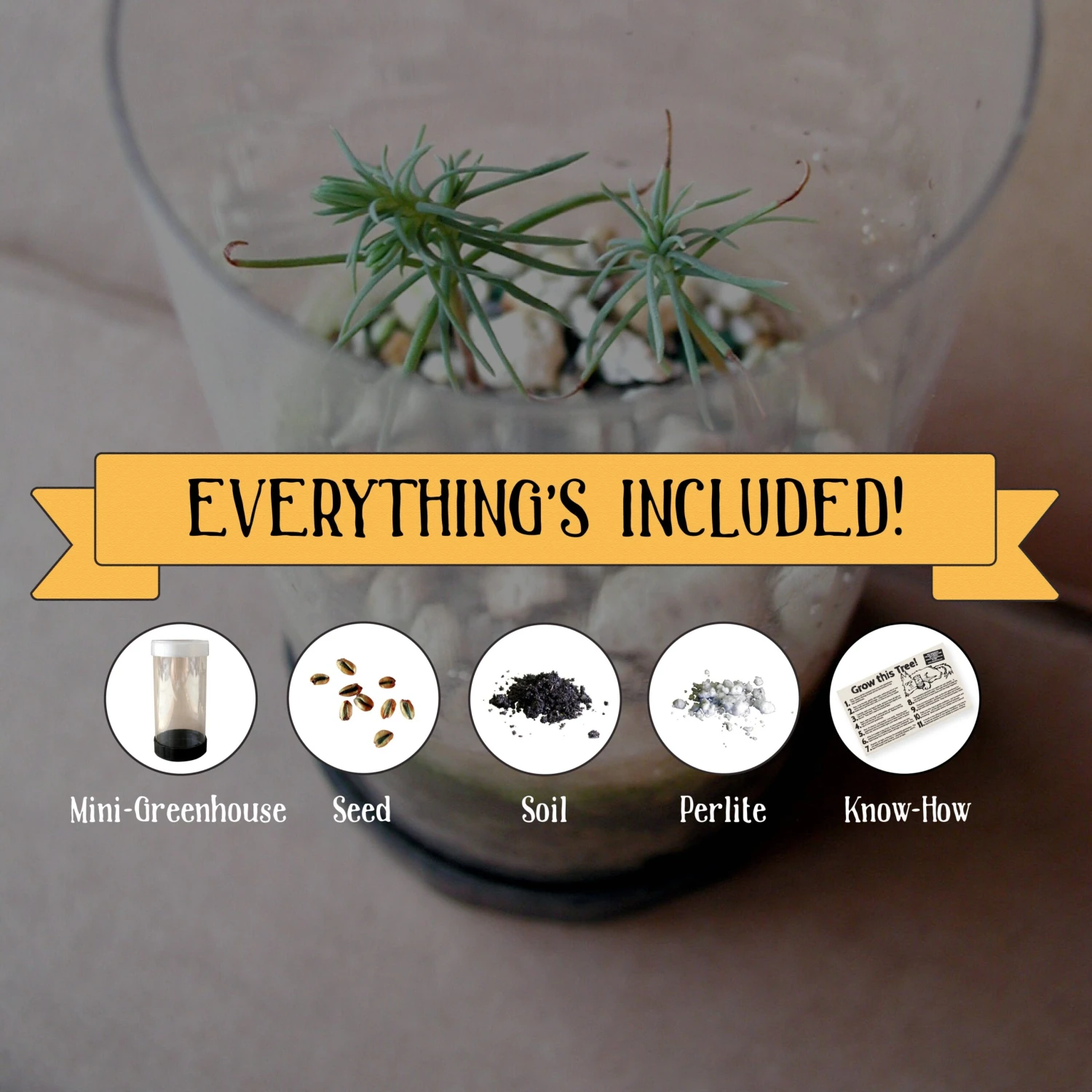 Utah Juniper | Mini-Grow Kit 2 Utah Juniper | Mini-Grow Kit - Image 2