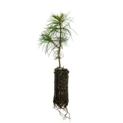 Eastern White Pine | Medium Tree Seedling