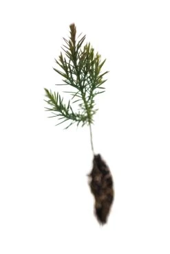 Bonsai Starter | Packaged Live Tree -Evergreen Plants Shop Eastern Red Cedar 3 Small 69ae0a55 8dc3 4a77 adee c27b85ed70b4