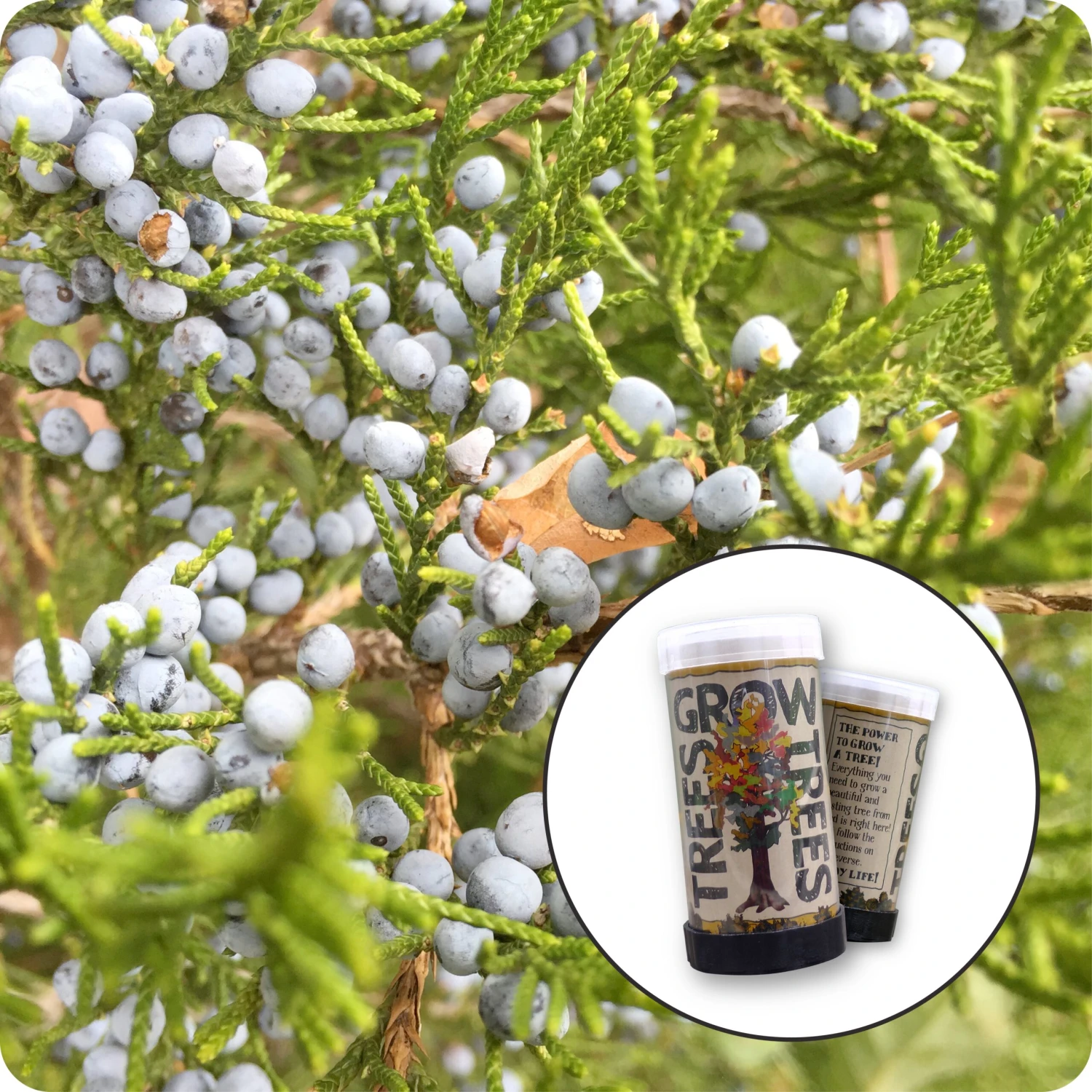Eastern Redcedar | Mini-Grow Kit 1 Eastern Redcedar | Mini-Grow Kit