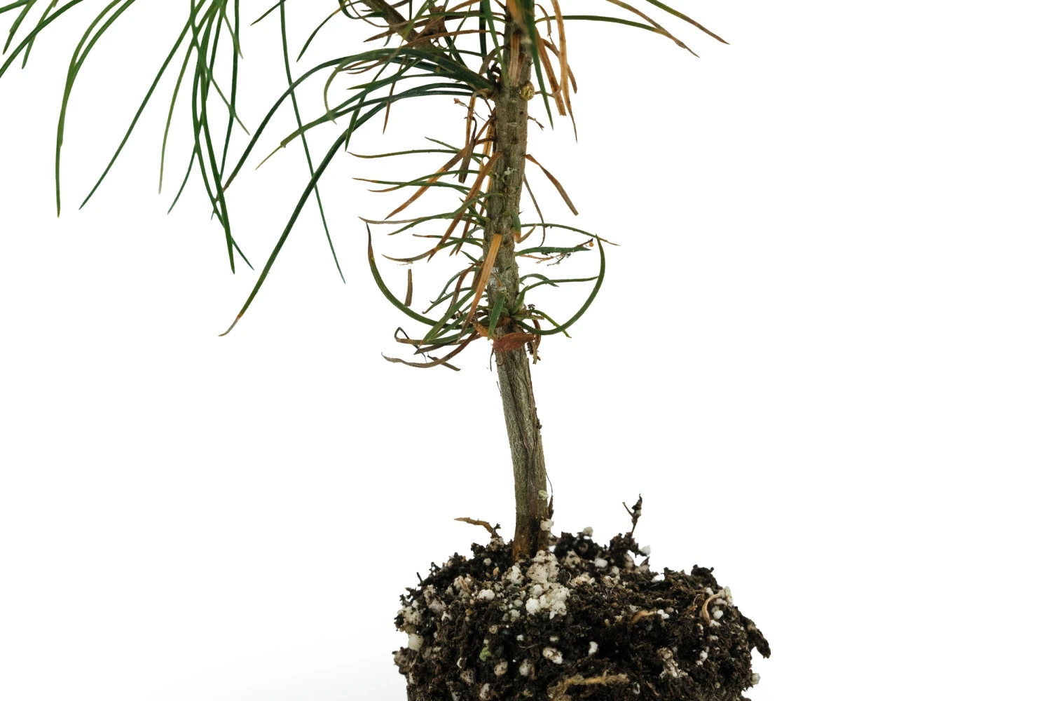 Eastern White Pine | Medium Tree Seedling 2 Eastern White Pine | Medium Tree Seedling - Image 2