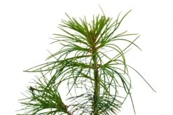 Eastern White Pine | Medium Tree Seedling 19 Eastern White Pine | Medium Tree Seedling -Evergreen Plants Shop Eastern White Pine Med 3