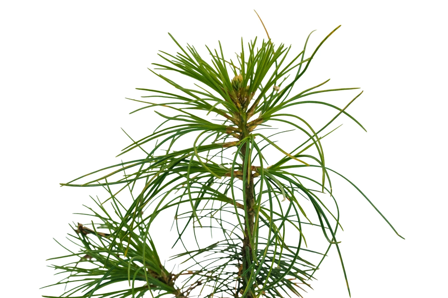 Eastern White Pine | Medium Tree Seedling 3 Eastern White Pine | Medium Tree Seedling - Image 3