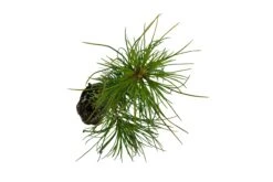 Eastern White Pine | Medium Tree Seedling 20 Eastern White Pine | Medium Tree Seedling -Evergreen Plants Shop Eastern White Pine Med 4