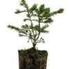 Bonsai Special | Engelmann Spruce (D8)