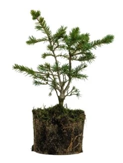 Bonsai Special | Engelmann Spruce (D8)