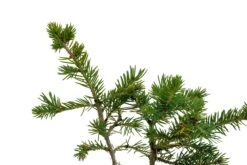 Bonsai Special | Engelmann Spruce (D8) -Evergreen Plants Shop EngelmannSpruceBonsai 3