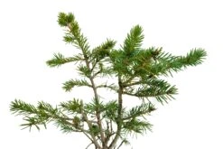 Bonsai Special | Engelmann Spruce (D8) -Evergreen Plants Shop EngelmannSpruceBonsai 4