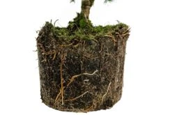 Bonsai Special | Engelmann Spruce (D8) -Evergreen Plants Shop EngelmannSpruceBonsai 5