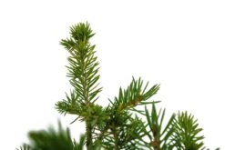 Bonsai Special | Engelmann Spruce (D8) -Evergreen Plants Shop EngelmannSpruceBonsai 6