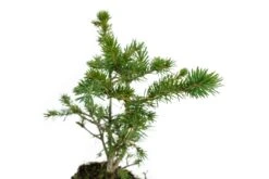 Bonsai Special | Engelmann Spruce (D8) -Evergreen Plants Shop EngelmannSpruceBonsai 7