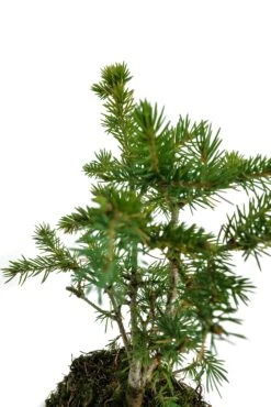Bonsai Special | Engelmann Spruce (D8) -Evergreen Plants Shop EngelmannSpruceBonsai 8