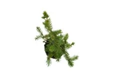 Bonsai Special | Engelmann Spruce (D8) -Evergreen Plants Shop EngelmannSpruceBonsai 9