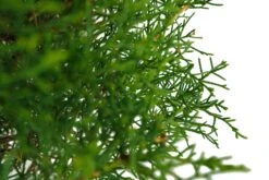Bonsai Special | Arizona Cypress (F10) -Evergreen Plants Shop F10ArizonaCypressBonsai 3