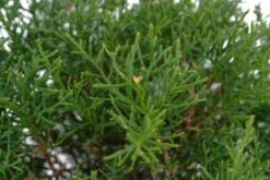 Bonsai Special | Arizona Cypress (F10) -Evergreen Plants Shop F10ArizonaCypressBonsai 4