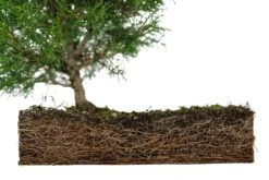 Bonsai Special | Arizona Cypress (F10) -Evergreen Plants Shop F10ArizonaCypressBonsai 6